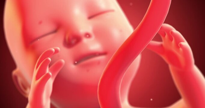 Human fetus sleeping securely inside the amniotic fluid of uterus. Medical and Health Related 3D Animation.