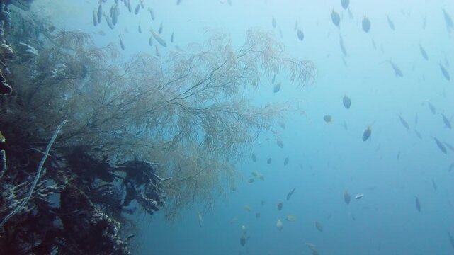 Sealife, Diving near a coral reef. Beautiful colorful tropical fish on the lively coral reefs underwater. Leyte, Philippines.