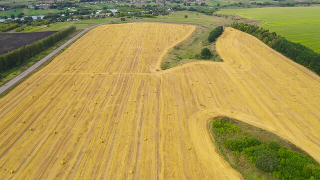 Rolls of haystacks on the field after harvest. Large wheaten field with cylindrical haystacks in summer day.