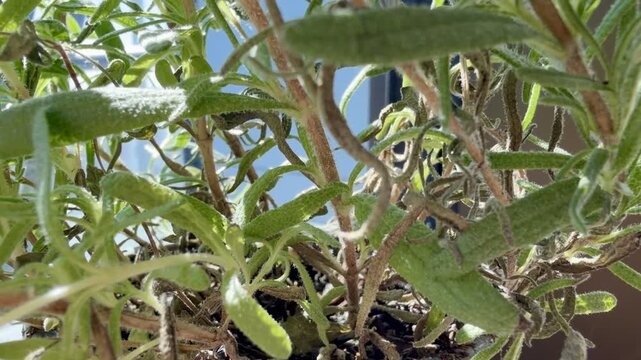 Spider in the Indoor Urban Gardening Close Up Video Inside a Lush Rosemary Bush