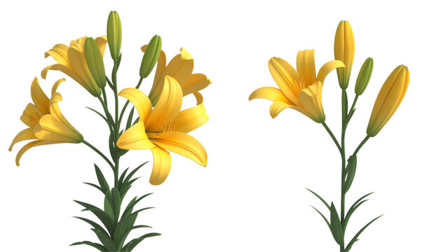 Two stems of bright yellow lily flowers with green buds and leaves Vector