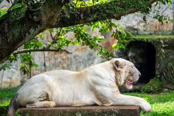 Fototapeta premium White tiger relaxes beneath leafy branches, enjoying shade while resting peacefully in a natural enclosure.