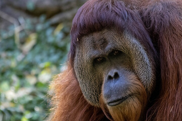 Orangutan at Cincinnati zoo © Nathan