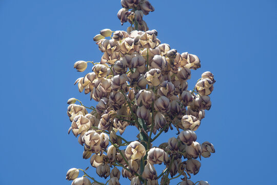 Chaparral yucca flower stalk