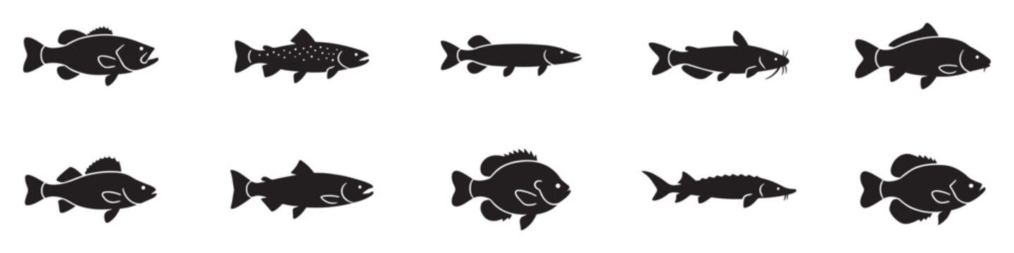 Fish icon set. River and ocean underwater animals symbols. Fishing catch collection, trout, salmon, pike, carp, catfish and sturgeon signs. Vector illustration, black silhouettes on white background.