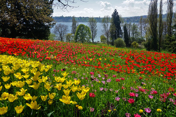 Obraz premium Tulpenblüte auf der Insel Mainau am Bodensee; Baden Württemberg; Deutschland;