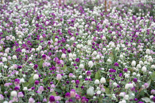 Beautiful Globe Amaranth (gomphrena globosa) flowers.	