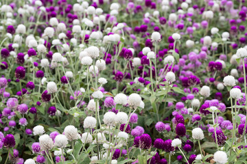 Obraz premium Beautiful Globe Amaranth (gomphrena globosa) flowers. 