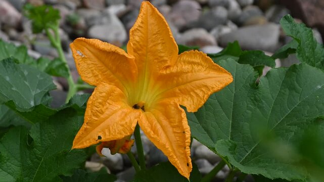 Bee pollinating a blooming yellow pumpkin flower in an organic back yard.  Home gardening
