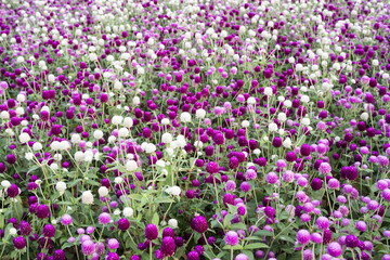 Obraz premium Beautiful Globe Amaranth (gomphrena globosa) flowers. 