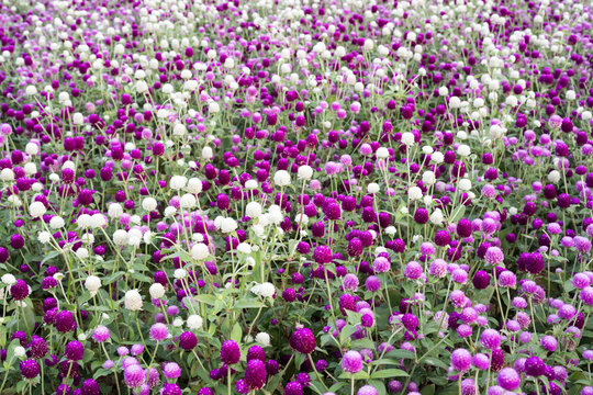 Beautiful Globe Amaranth (gomphrena globosa) flowers.	