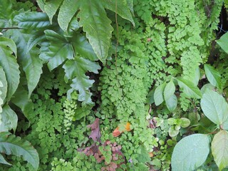 wallpaper of different jungle tropical plants on the wall © Saule