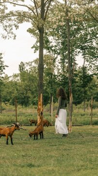 Woman in white dress observing goats grazing in a lush green field with trees