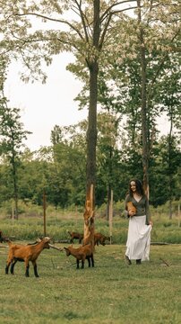 Young woman in a white skirt walks through a field with goats and blooming trees