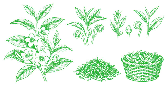 Hand drawn tea plant camellia sinensis with flowers, fresh shoots and harvested tea leaves in a basket isolated on white background
