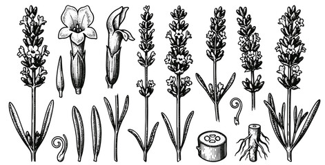Lavender botanical illustration vintage hand drawn engraving of lavender plant parts, flowers, leaves, and roots © Hand Made