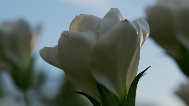White datura flowers blooming in sunlight gentle motion botanical footage for nature backgrounds