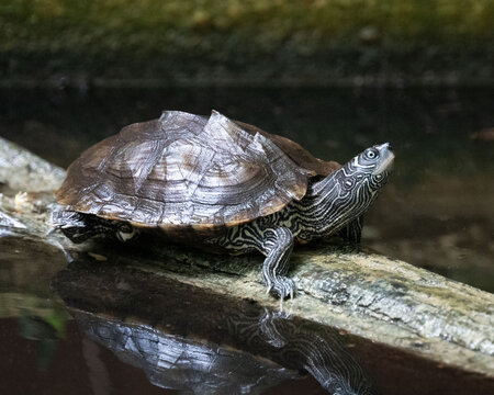 Mississippi map turtle with curved lines on its brown shell and white patterned lines on its head, neck, and legs rests on a wooden log.