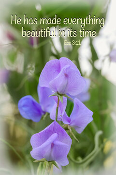 Flower photo with biblical text. Beautiful light purple sweet pea, Lathyrus odoratus, on a blurred green background. Text: He has made everything beautiful in its time. Ecc. 3:11