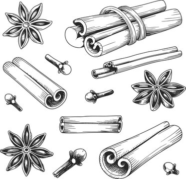 Hand Drawn Sketch of Spices Including Cinnamon Sticks Star Anise and Cloves Keywords: cinnamon, star anise, cloves, spice, cooking, baking, ingredient, flavor, aroma