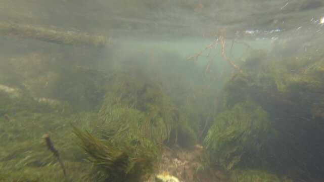 春の観光名所上高地の新緑の森と渓流の水中撮影風景