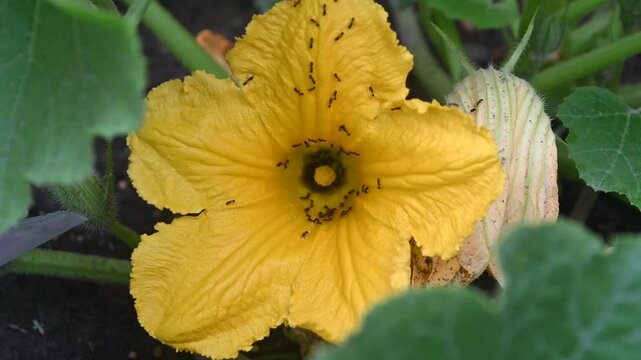 Ants crawling on a blooming pumpkin flower in an organic vegetable garden at back yard