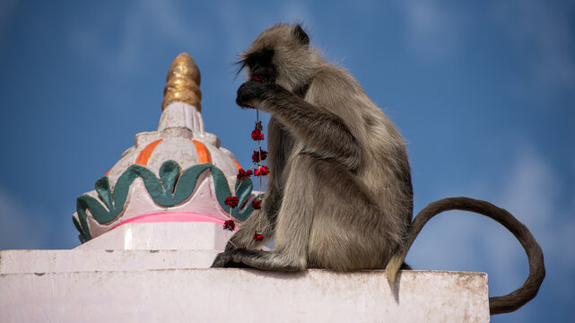 A Hanuman langur monkey eating flower offerings on the roof of a temple in India