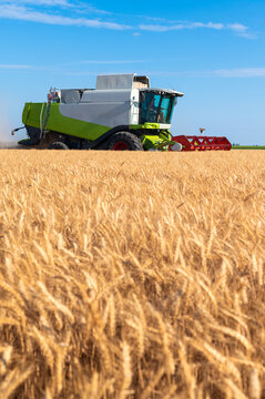 Harvester combine harvesting wheat in summer