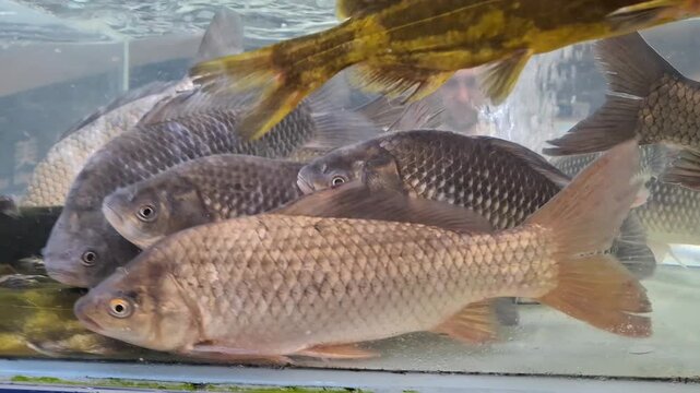 Live prussian carps and crucian carps swimming together in a supermarket aquarium tank close up. Group of fresh river fish in clear water. Aquatic background for seafood market or restaurant concept