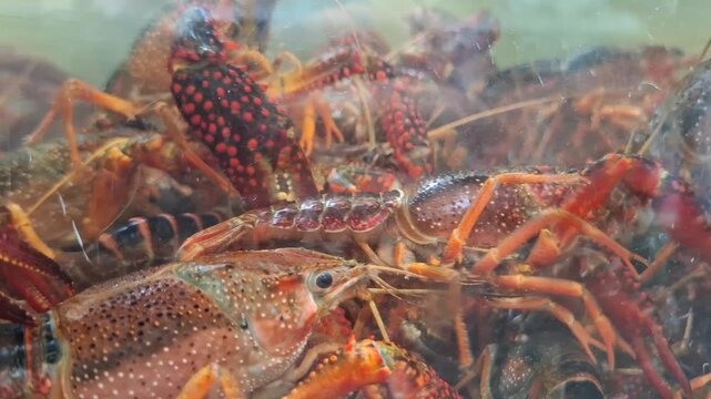 Procambarus clarkii. Many fresh red swamp crayfish swimming in glass tank. Group of live Louisiana crawfish in water. Texture of shell and claws background for restaurant, fishery and seafood business