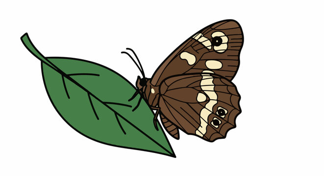 Cartoon brown butterfly with cream spots rests on a green leaf
