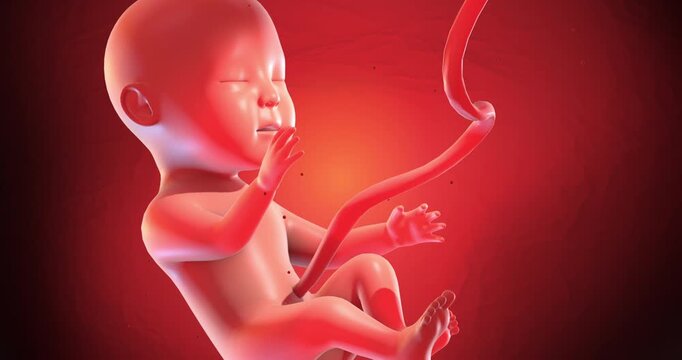 Unborn baby attached to placenta via umbilical cord medical animation. Medical and Health Related 3D Animation.
