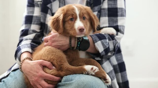 Toller Puppy Sits Adorably On Its Owner's Lap At Home