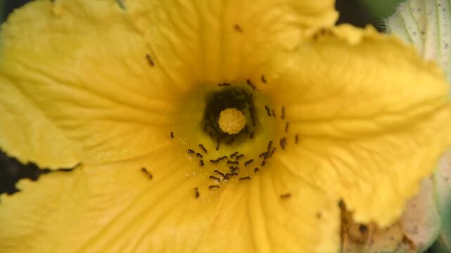 closeup of ants crawling in a pumpkin flower in backyard garden