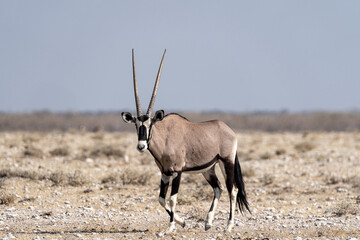 Oryx in Etosha, Namibia © Marcel Rudolph-Gajda
