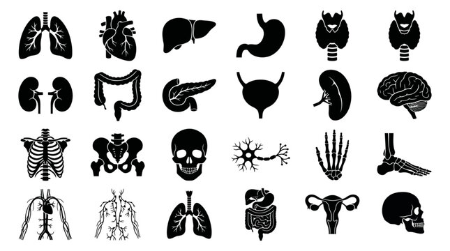 Detailed human body anatomy silhouette collection featuring vital internal organs, skeletal system, and nervous structures for medical and educational illustrations