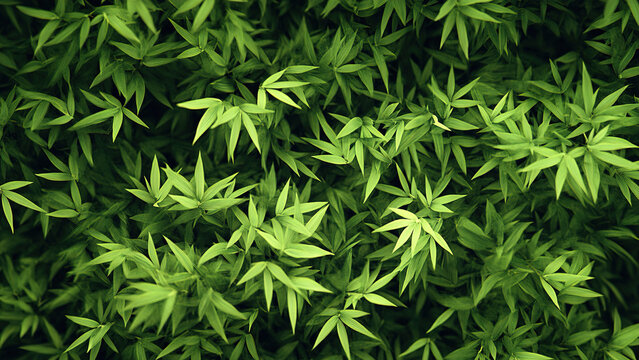 natural green bamboo leaf texture 