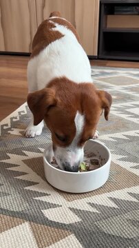 Cute Jack Russell Terrier dog enjoying a biologically appropriate cooked food from a bowl at home. Healthy dog nutrition from natural ingredients, balanced diet and responsible pet ownership