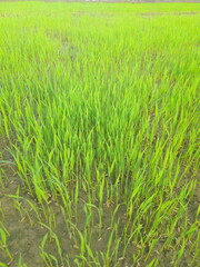 Obraz premium Young Rice Seedlings Growing in Paddy Field - Vibrant Green Agricultural Background