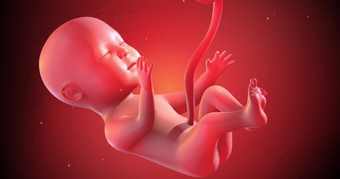 Pregnant mother body showing anatomical fetus position inside the uterus. Medical and Health Related 3D Animation.