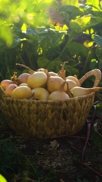 Onion harvest in the garden. Selective focus.