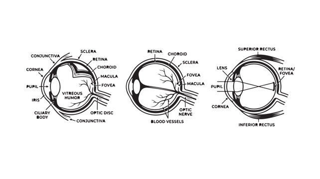 Detailed Diagram Of Human Eye Anatomy For Medical Educational Concepts
