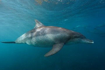 Fototapeta premium dolphin in the water