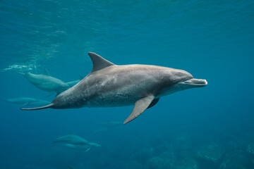 dolphin in the sea © Kenabe_photo