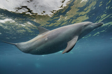 dolphin in the water © Kenabe_photo