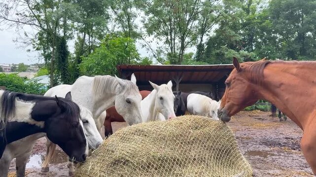 Herd of Horses of Different Breeds and Colors Grazing and Walking in Pasture