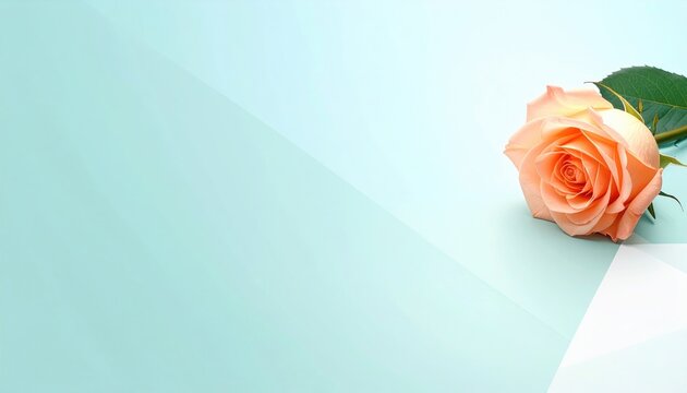 Single peach rose rests on pastel blue surface with geometric accents