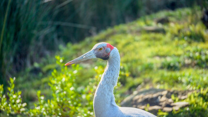 Close-up profile portrait of a grey crane with a distinctive red patch on its head, set against a soft, green, sunlit background. © YOUSEF