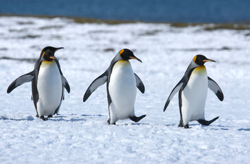 Fototapeta premium King Penguins on South Georgia Island