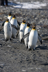 Fototapeta premium King Penguins on South Georgia Island